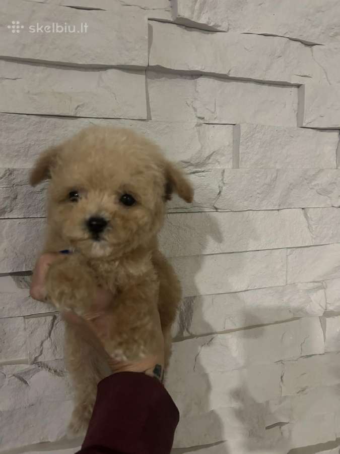 Maltipoo mažyliai - nuotraukos Nr. 8