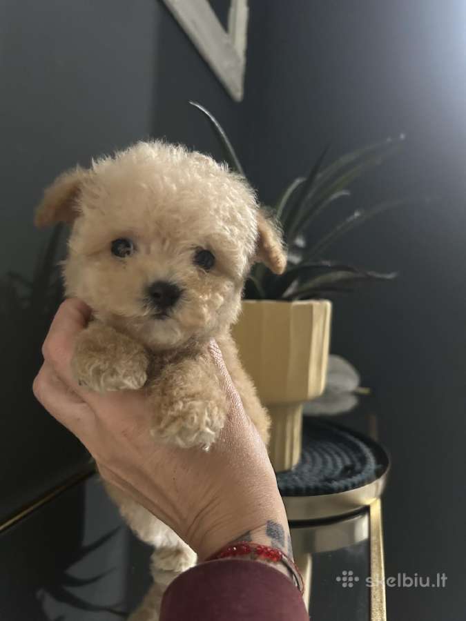 Maltipoo mažyliai - nuotraukos Nr. 9