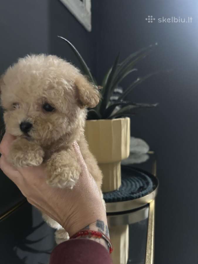 Maltipoo mažyliai - nuotraukos Nr. 10