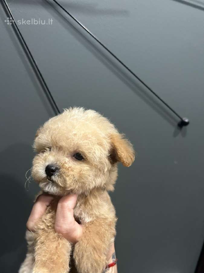 Maltipoo mažyliai - nuotraukos Nr. 11