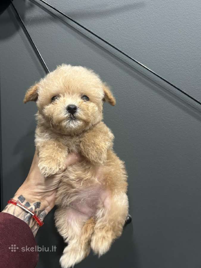 Maltipoo mažyliai - nuotraukos Nr. 12