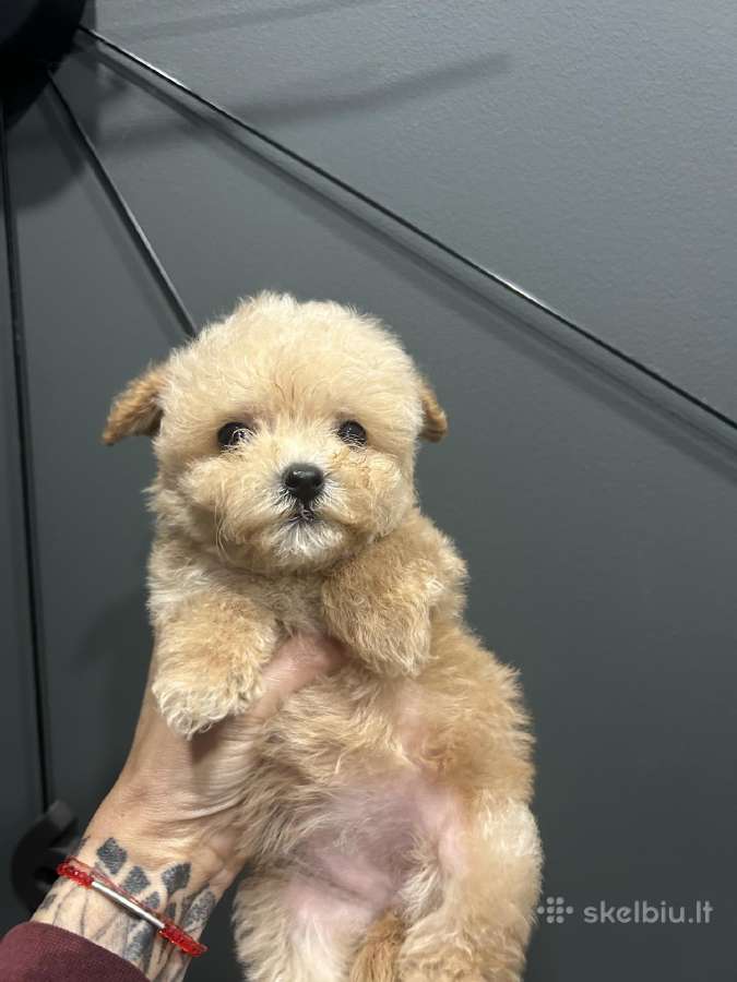 Maltipoo mažyliai - nuotraukos Nr. 13