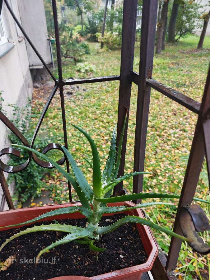Parduodamas alijosius - nuotraukos Nr. 2
