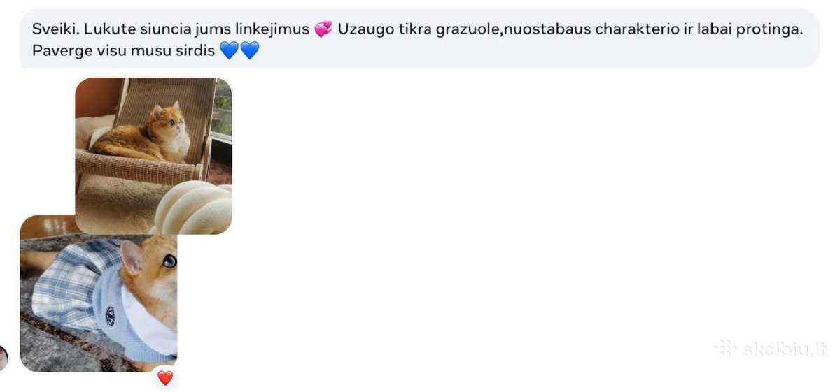 Britukai iš Amber Villard Cattery - nuotraukos Nr. 13