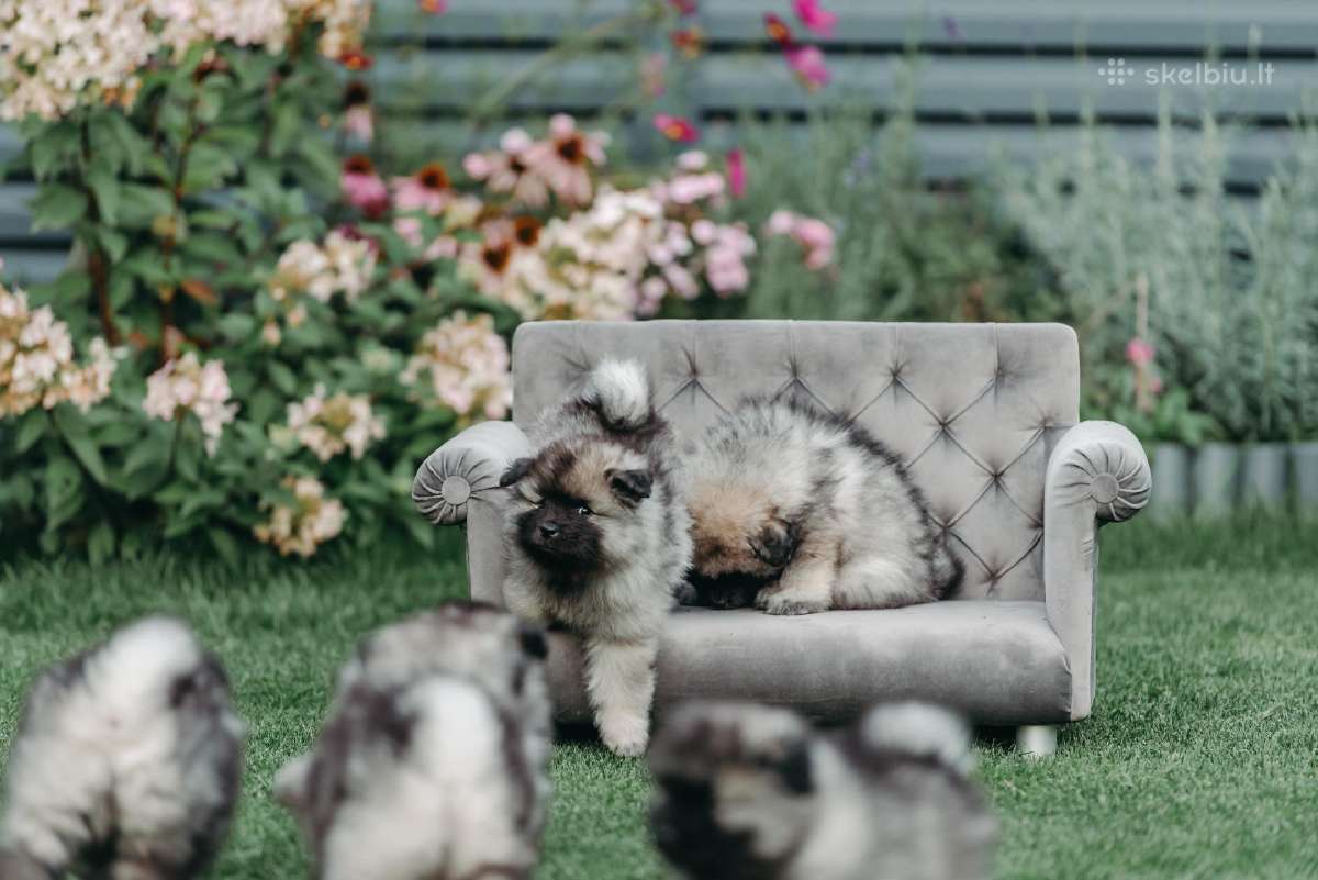 Volfšpicai (keeshond) gimė 08-03(liko 1 patinėlis) - nuotraukos Nr. 2