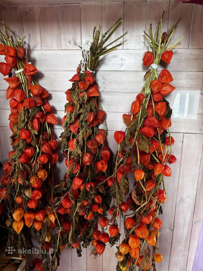 Džiovinti dumplainiai - nuotraukos Nr. 2