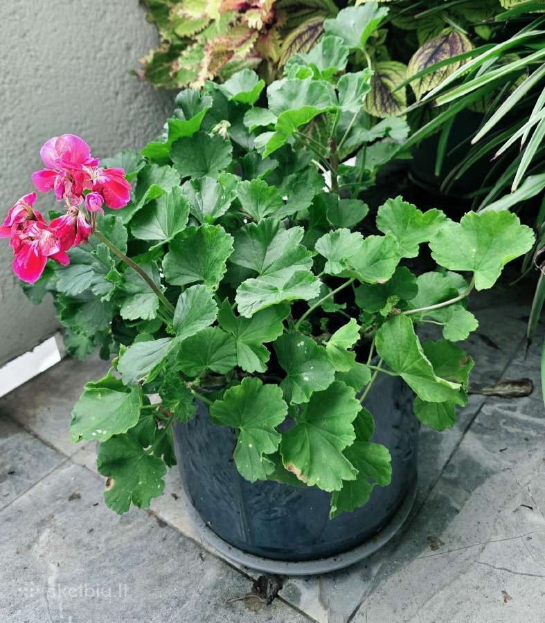 Dovanoju pelargonijų krūmus ir florofitum - nuotraukos Nr. 3