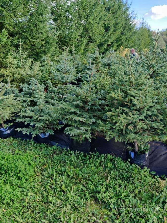 Dekoratyviniai lauko medeliai - nuotraukos Nr. 3