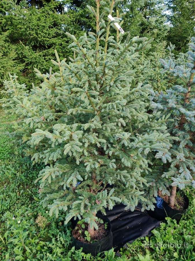 Dekoratyviniai lauko medeliai - nuotraukos Nr. 4