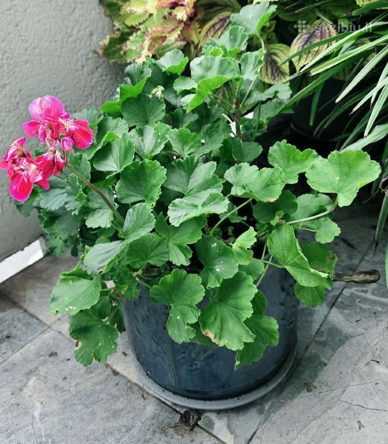 Dovanoju pelargonijų krūmus ir florofitum - nuotraukos Nr. 2