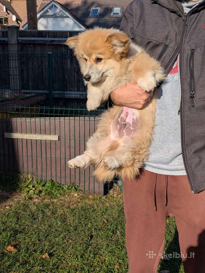 Welsh corgi pembroke fluffy boy - nuotraukos Nr. 2