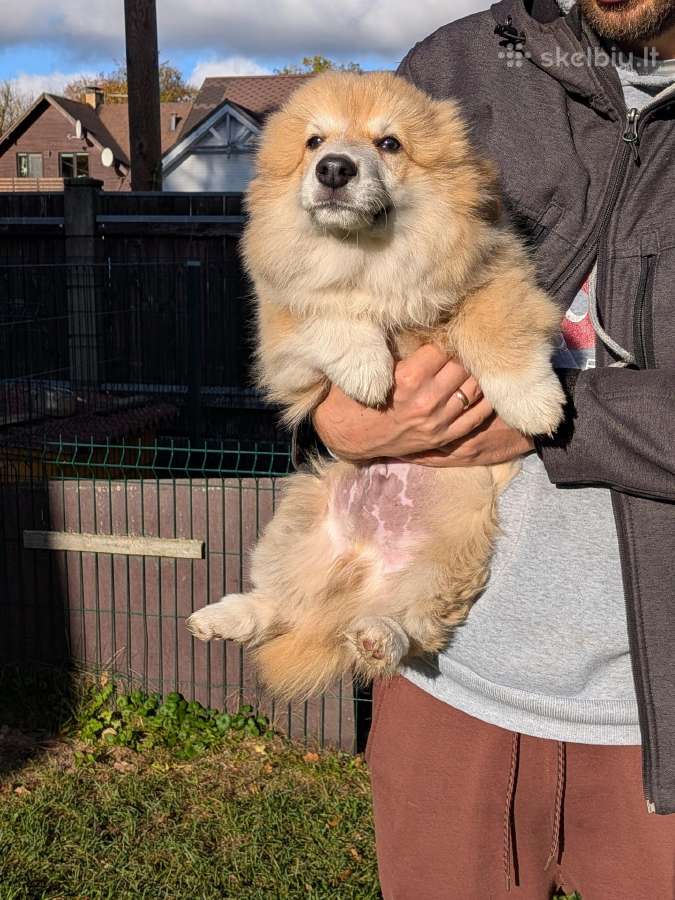Welsh corgi pembroke fluffy boy - nuotraukos Nr. 3