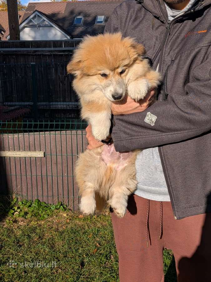 Welsh corgi pembroke fluffy boy - nuotraukos Nr. 4