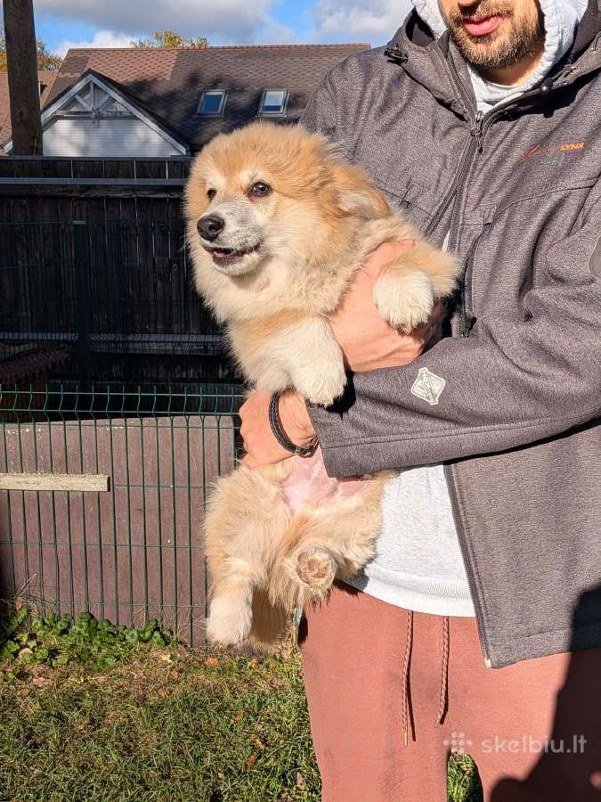 Welsh corgi pembroke fluffy boy - nuotraukos Nr. 5