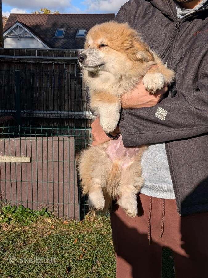 Welsh corgi pembroke fluffy boy - nuotraukos Nr. 6