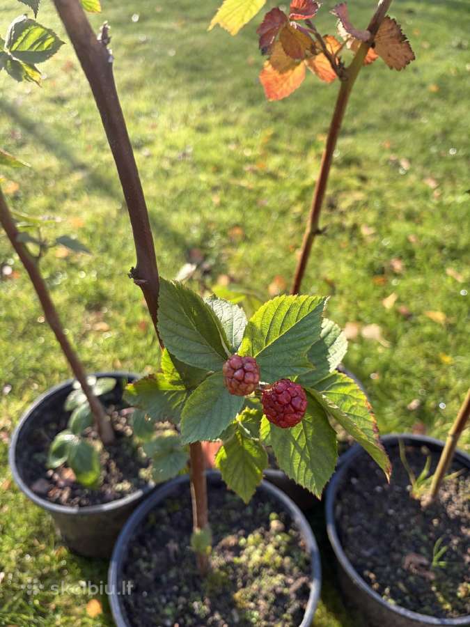 Parduodami Gervuogių krūmų sodinukai - nuotraukos Nr. 2