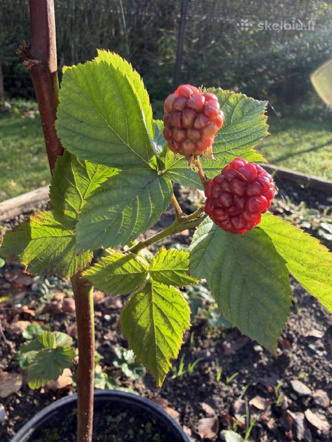 Parduodami Gervuogių krūmų sodinukai - nuotraukos Nr. 3