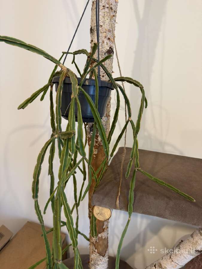 Rhipsalis Pentaptera - nuotraukos Nr. 2