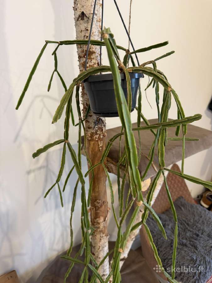 Rhipsalis Pentaptera - nuotraukos Nr. 3