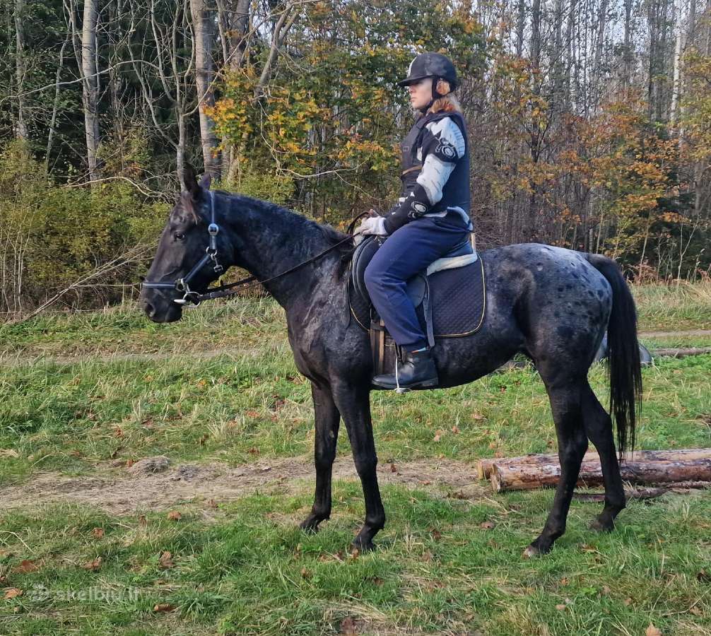 Apaloosa kumelė 3,5 m. - nuotraukos Nr. 8