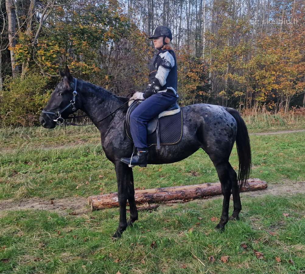Apaloosa kumelė 3,5 m. - nuotraukos Nr. 9