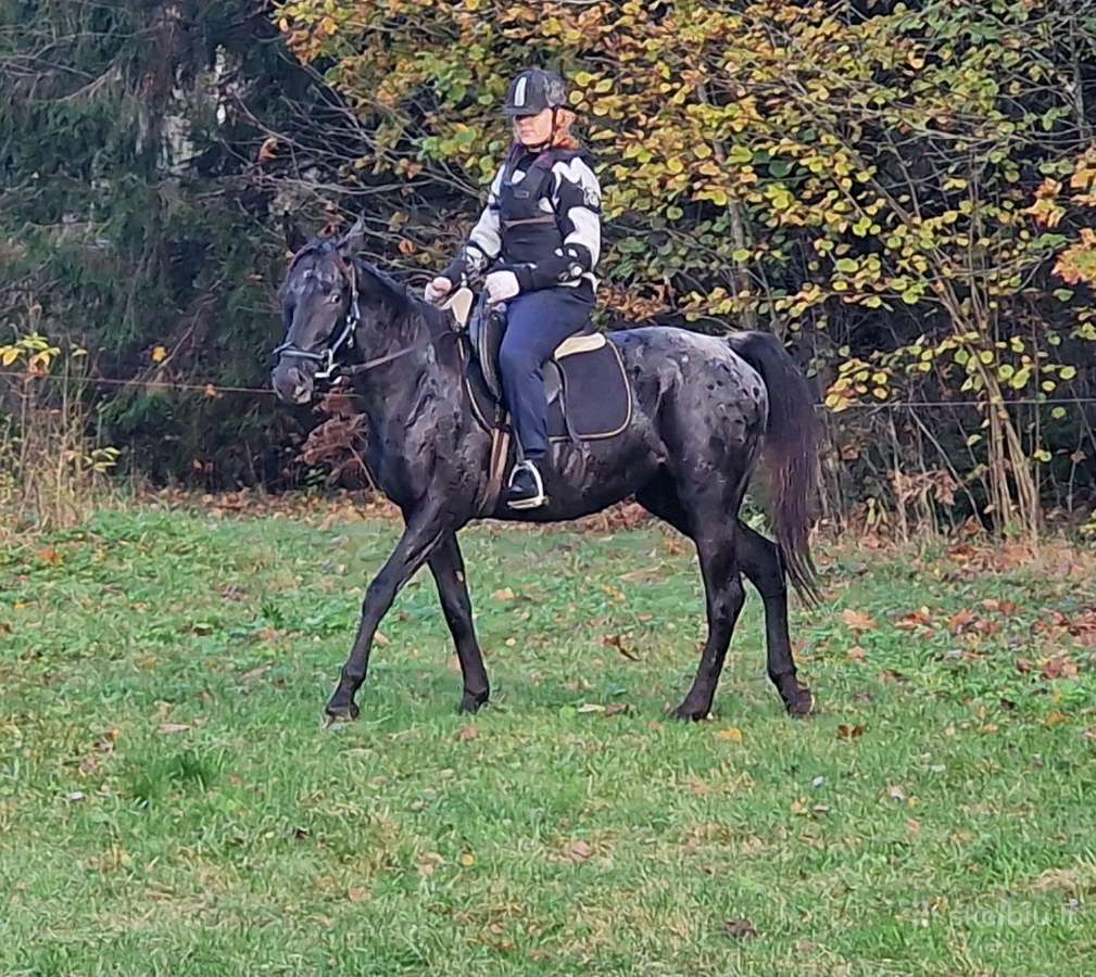 Apaloosa kumelė 3,5 m. - nuotraukos Nr. 10