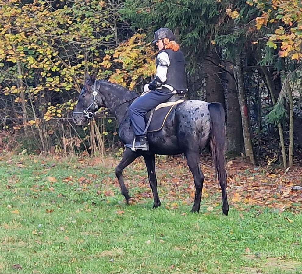 Apaloosa kumelė 3,5 m. - nuotraukos Nr. 11