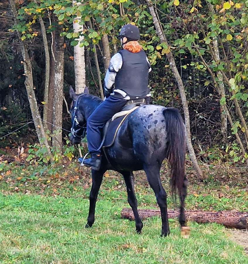 Apaloosa kumelė 3,5 m. - nuotraukos Nr. 12
