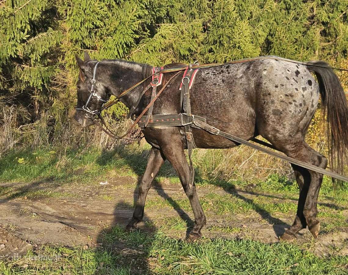 Apaloosa kumelė 3,5 m. - nuotraukos Nr. 13
