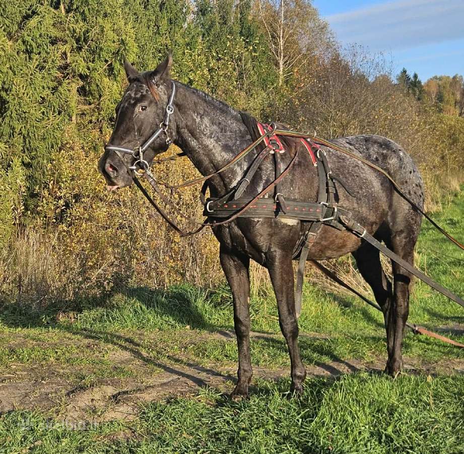 Apaloosa kumelė 3,5 m. - nuotraukos Nr. 14