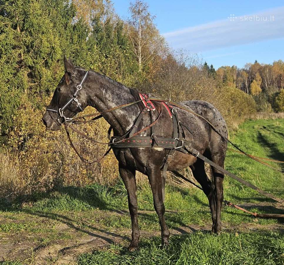 Apaloosa kumelė 3,5 m. - nuotraukos Nr. 15