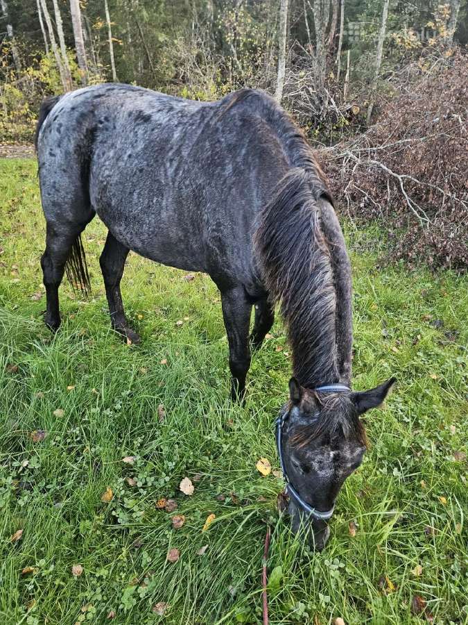 Apaloosa kumelė 3,5 m. - nuotraukos Nr. 16