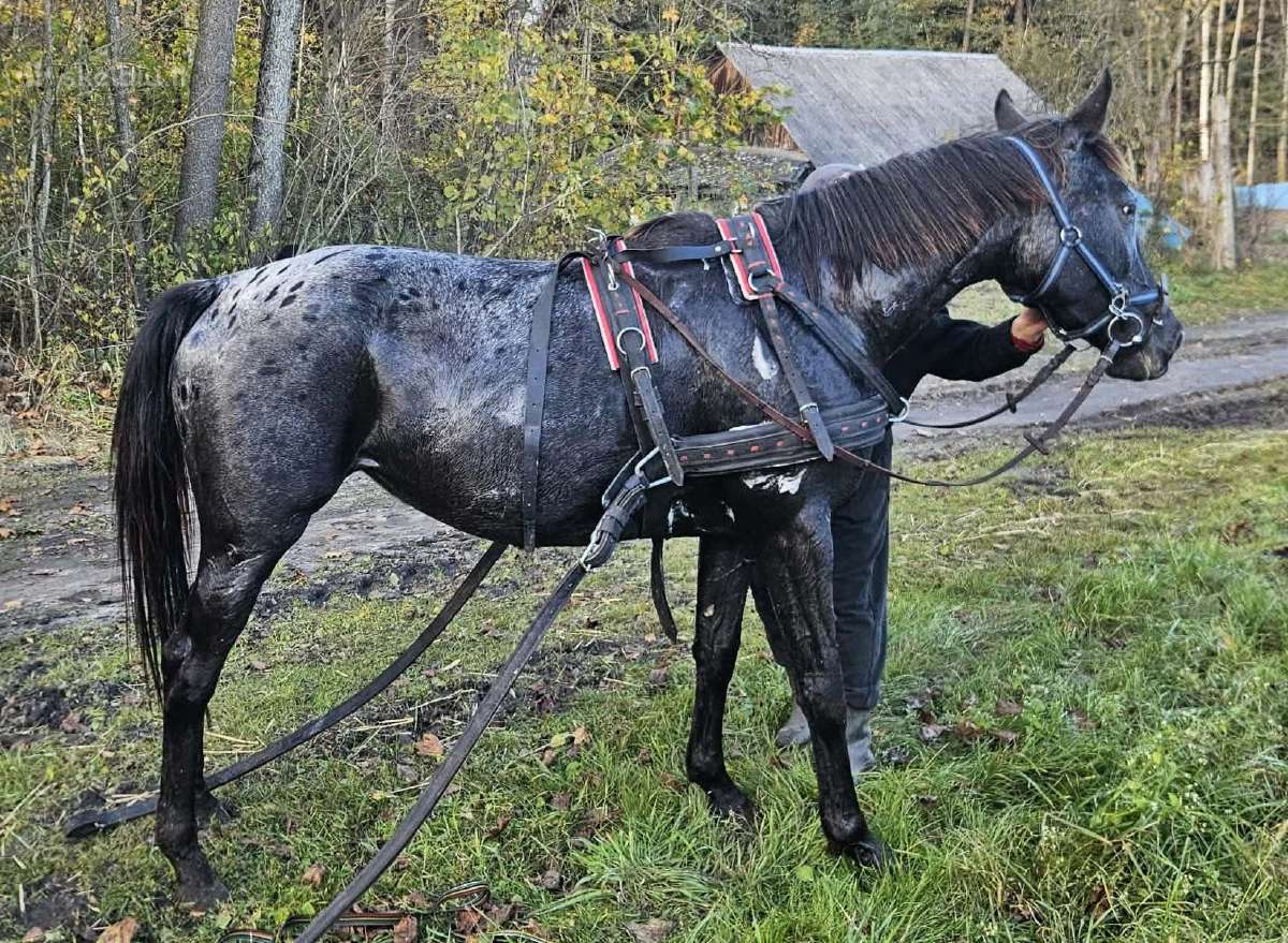 Apaloosa kumelė 3,5 m. - nuotraukos Nr. 17