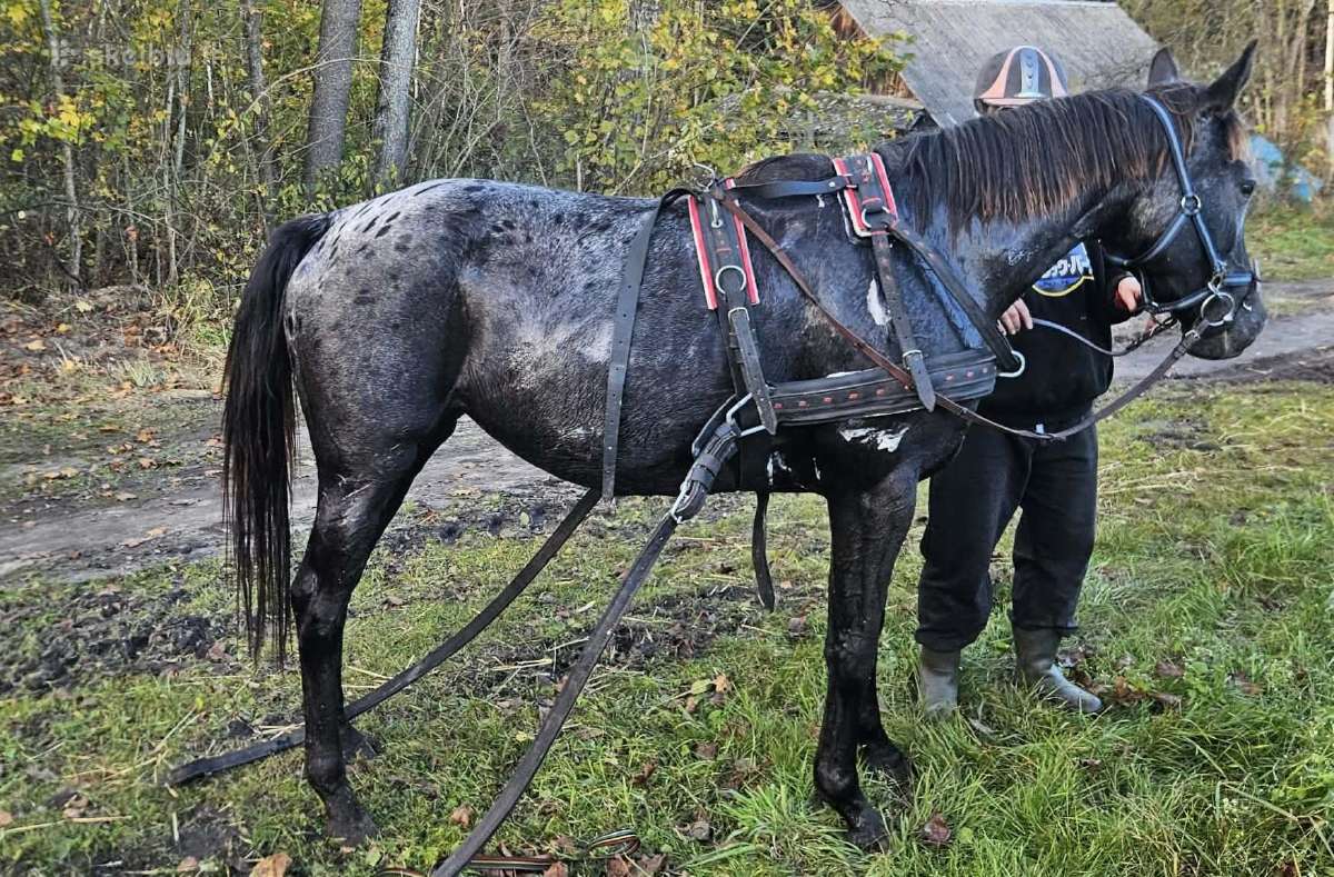 Apaloosa kumelė 3,5 m. - nuotraukos Nr. 18