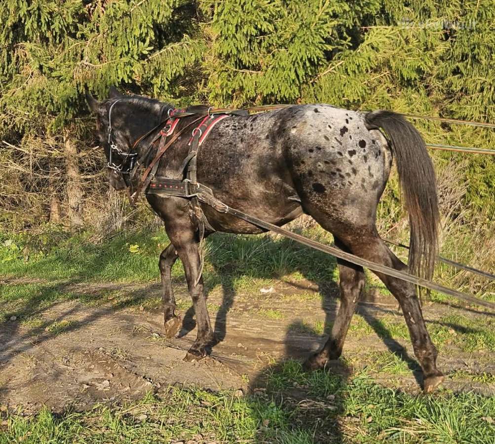 Apaloosa kumelė 3,5 m. - nuotraukos Nr. 19