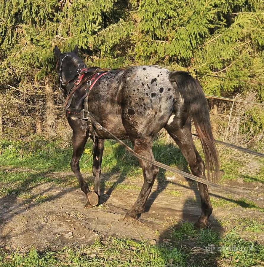 Apaloosa kumelė 3,5 m. - nuotraukos Nr. 20