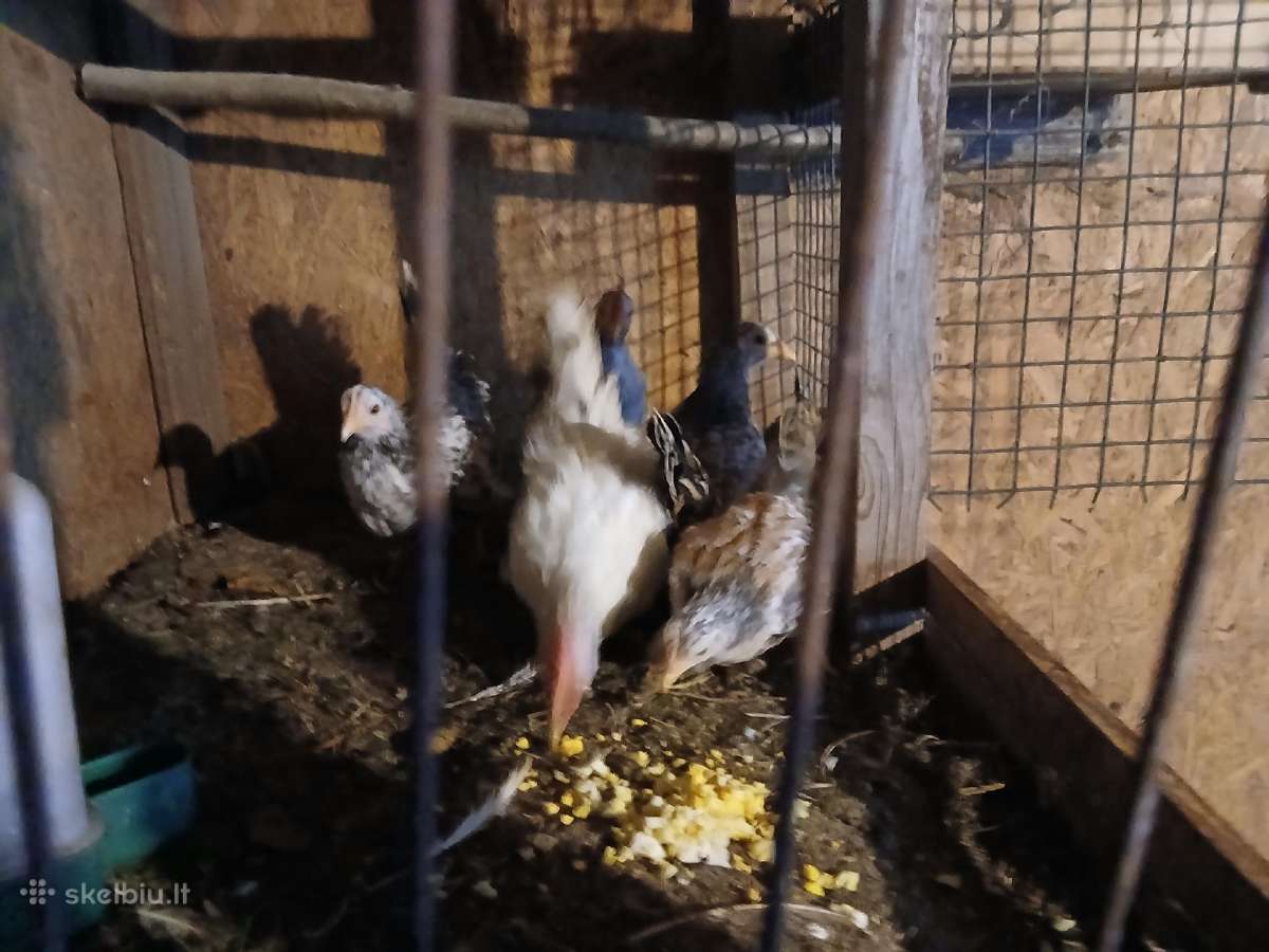 Parduodamos Šabo vištaitės Ukmergėje - nuotraukos Nr. 4
