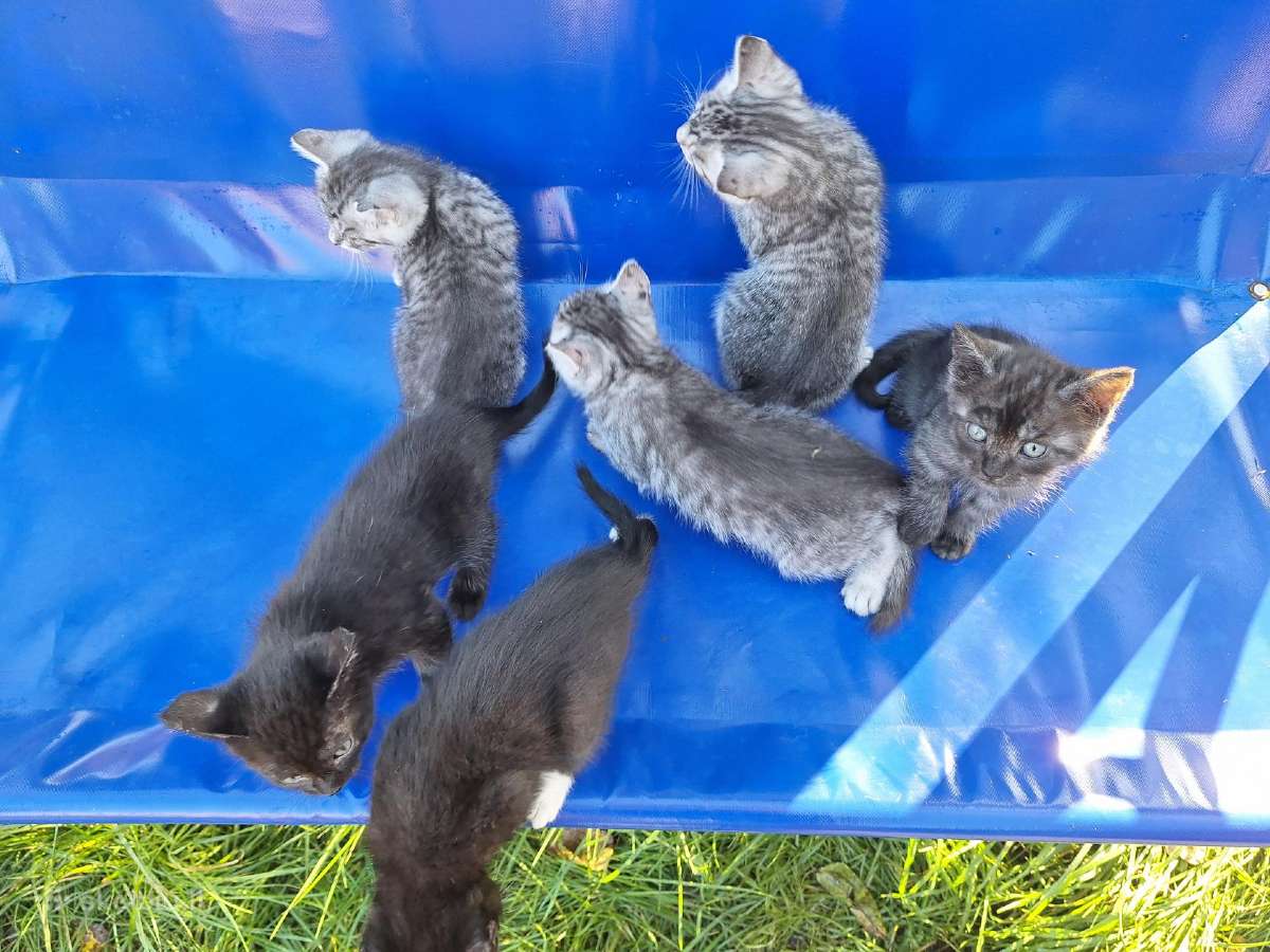 Dovanojami kačiukai - nuotraukos Nr. 11