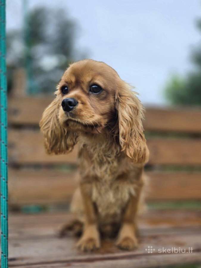 Kavalieriaus Karaliaus Karolio spanieliukas - nuotraukos Nr. 3