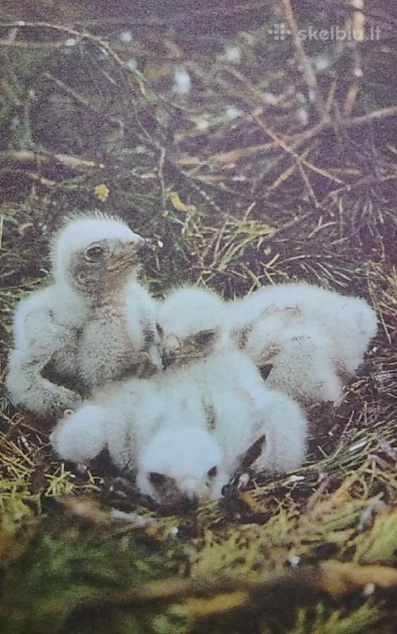 Plėšrieji sparnuočiai - nuotraukos Nr. 3