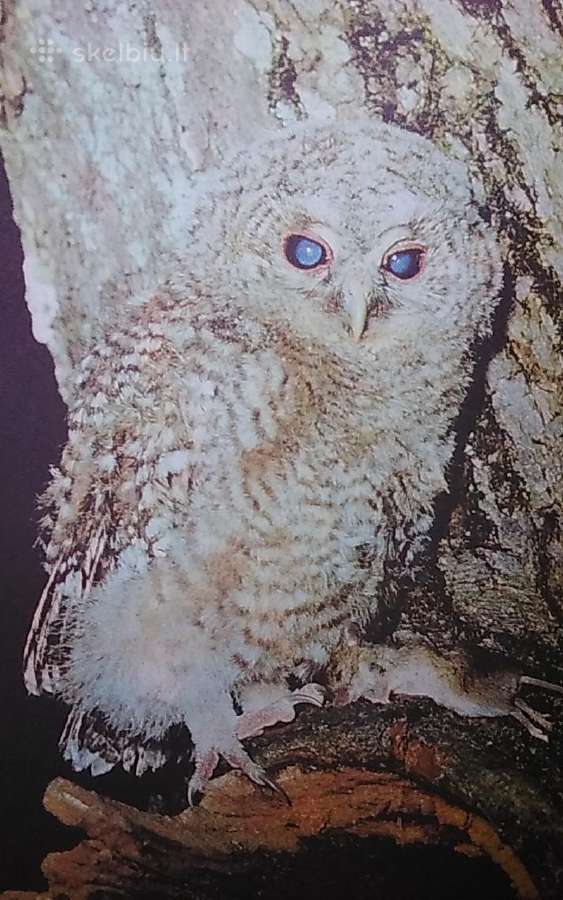 Plėšrieji sparnuočiai - nuotraukos Nr. 6
