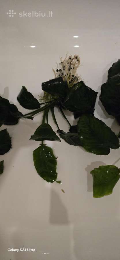 Akvariumo augalai Anubias - nuotraukos Nr. 3