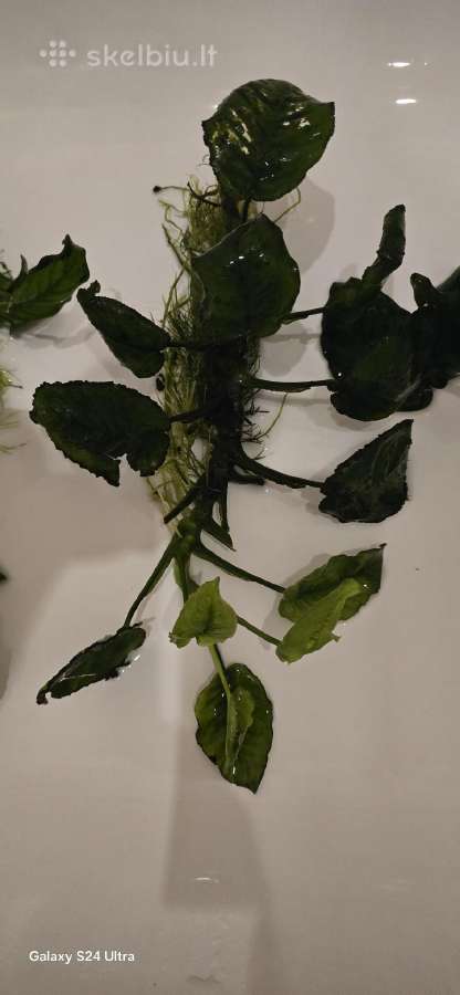 Akvariumo augalai Anubias - nuotraukos Nr. 4