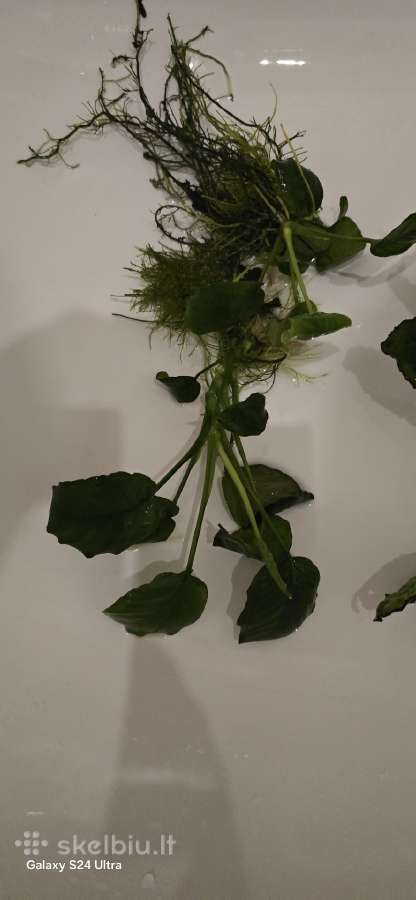 Akvariumo augalai Anubias - nuotraukos Nr. 5