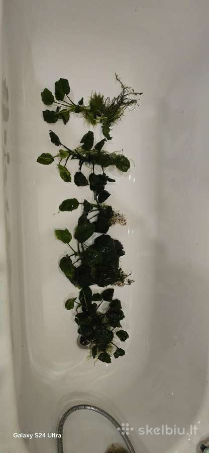 Akvariumo augalai Anubias - nuotraukos Nr. 6