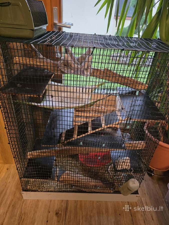 Dovanojama degu - nuotraukos Nr. 2