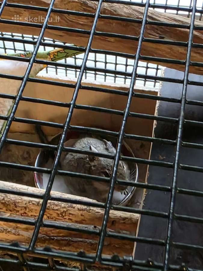 Dovanojama degu - nuotraukos Nr. 3