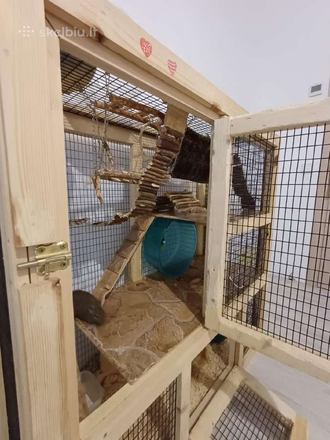 Parduodami degu broliukai kartu su narvu - nuotraukos Nr. 2