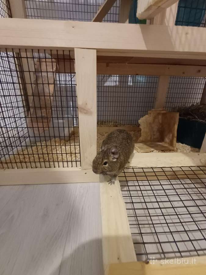 Parduodami degu broliukai kartu su narvu - nuotraukos Nr. 6