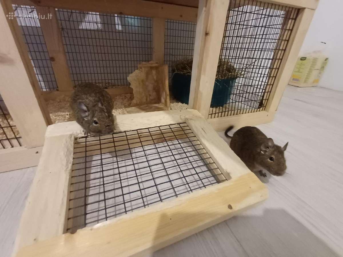 Parduodami degu broliukai kartu su narvu - nuotraukos Nr. 7